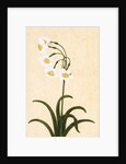 Narcissus plant. Mughal, India, late 17th century by Unknown