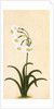 Narcissus plant. Mughal, India, late 17th century by Unknown