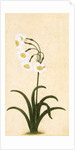 Narcissus plant. Mughal, India, late 17th century by Unknown