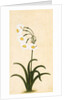 Narcissus plant. Mughal, India, late 17th century by Unknown