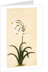 Narcissus plant. Mughal, India, late 17th century by Unknown