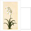 Narcissus plant. Mughal, India, late 17th century by Unknown