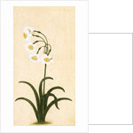 Narcissus plant. Mughal, India, late 17th century by Unknown