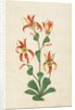 A flowering plant. India, 17th century by Unknown