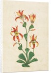 A flowering plant. India, 17th century by Unknown