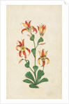 A flowering plant. India, 17th century by Unknown
