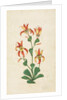 A flowering plant. India, 17th century by Unknown