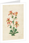 A flowering plant. India, 17th century by Unknown