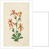 A flowering plant. India, 17th century by Unknown