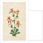 A flowering plant. India, 17th century by Unknown