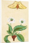 White flowers and a butterfly. India, 18th century by Unknown
