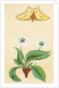White flowers and a butterfly. India, 18th century by Unknown