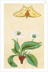 White flowers and a butterfly. India, 18th century by Unknown
