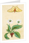 White flowers and a butterfly. India, 18th century by Unknown