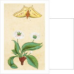 White flowers and a butterfly. India, 18th century by Unknown