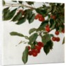Cherries by Henri Fatin-Latour