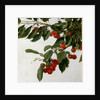 Cherries by Henri Fatin-Latour