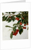 Cherries by Henri Fatin-Latour
