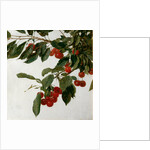 Cherries by Henri Fatin-Latour