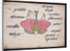 Cross-section through a rose by Christopher Dresser