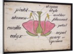 Cross-section through a rose by Christopher Dresser