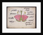 Cross-section through a rose by Christopher Dresser