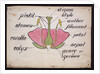 Cross-section through a rose by Christopher Dresser