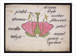 Cross-section through a rose by Christopher Dresser