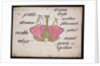 Cross-section through a rose by Christopher Dresser