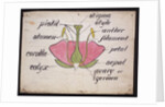 Cross-section through a rose by Christopher Dresser