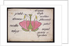 Cross-section through a rose by Christopher Dresser