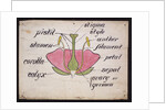 Cross-section through a rose by Christopher Dresser