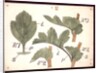 Failure in the development of leaves by Christopher Dresser