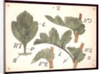 Failure in the development of leaves by Christopher Dresser