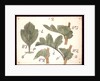 Failure in the development of leaves by Christopher Dresser