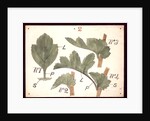Failure in the development of leaves by Christopher Dresser