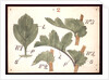 Failure in the development of leaves by Christopher Dresser