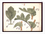 Failure in the development of leaves by Christopher Dresser
