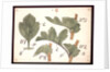 Failure in the development of leaves by Christopher Dresser