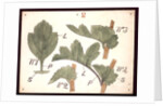 Failure in the development of leaves by Christopher Dresser