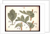 Failure in the development of leaves by Christopher Dresser