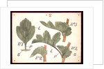 Failure in the development of leaves by Christopher Dresser
