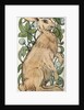 Seated hare and fruiting foliage by William Frend De Morgan