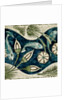 Fishes and lilies by William Frend De Morgan