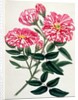 Rosa Gallica by Anonymous
