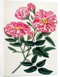 Rosa Gallica by Anonymous