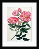 Rosa Gallica by Anonymous