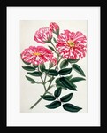 Rosa Gallica by Anonymous