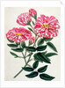 Rosa Gallica by Anonymous