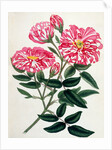 Rosa Gallica by Anonymous
